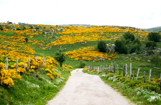 Mont Lozère à vélo